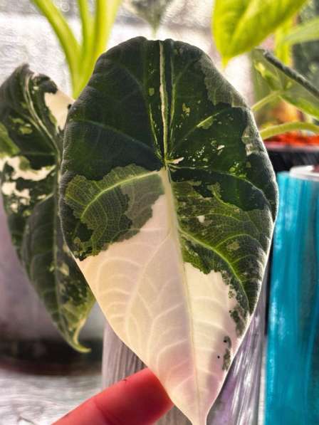 Алоказия Махарани вариегатная в Москве фото 3