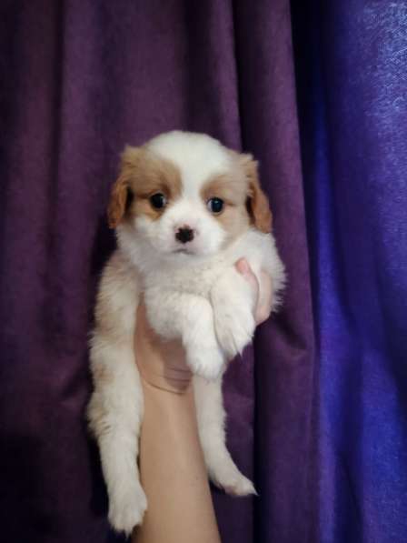 Кавапу малыши в Туле фото 3