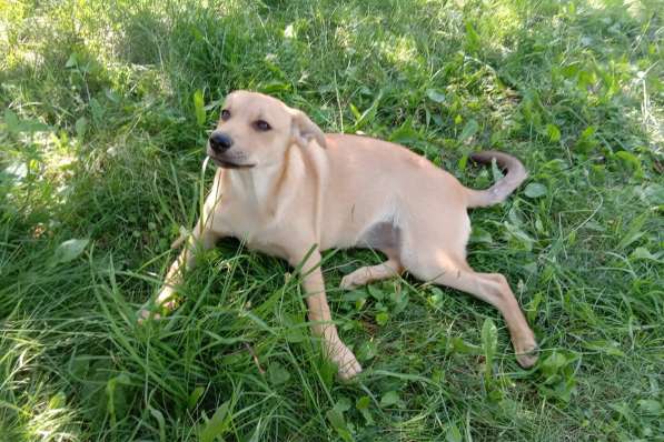 Замечательная собака-охранница Лиска в дар