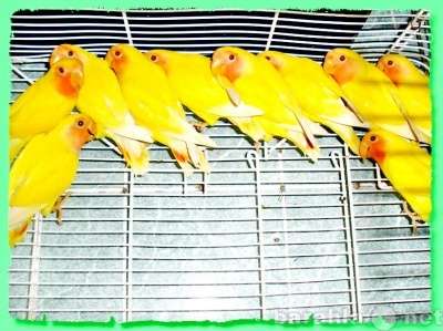 Неразлучники розовощёкие Фишера масковые Москва в Москве фото 4