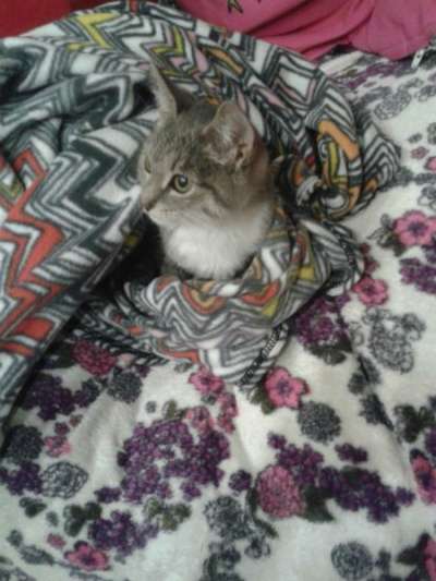 Отдам даром Очаровательный серый котенок в Москве