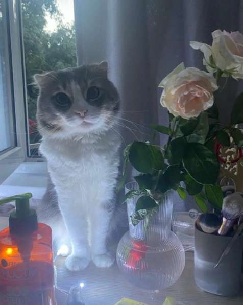 Котята в семью в Сочи фото 4