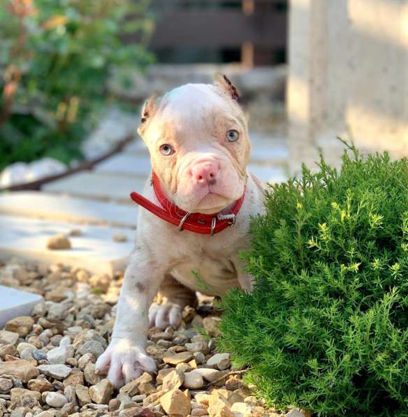 Предлагаются щенки Американский Булли покет в Москве