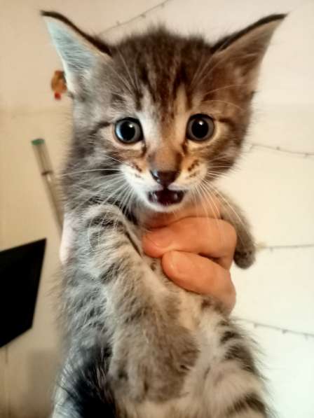 Котята мальчики игручие