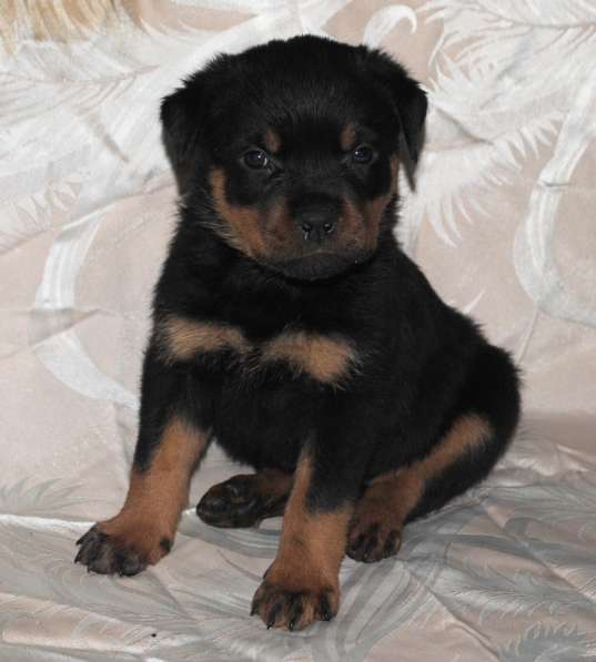 Ротвейлера с документами в Москве