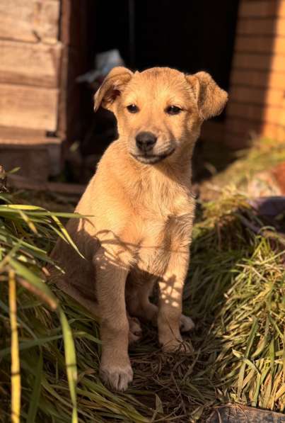 Щенки в Уфе фото 6