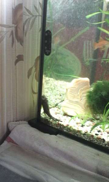 Аквариум с 6тью рыбками в Москве фото 4