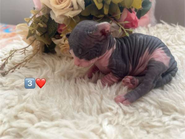 Канадский сфинкс в Москве