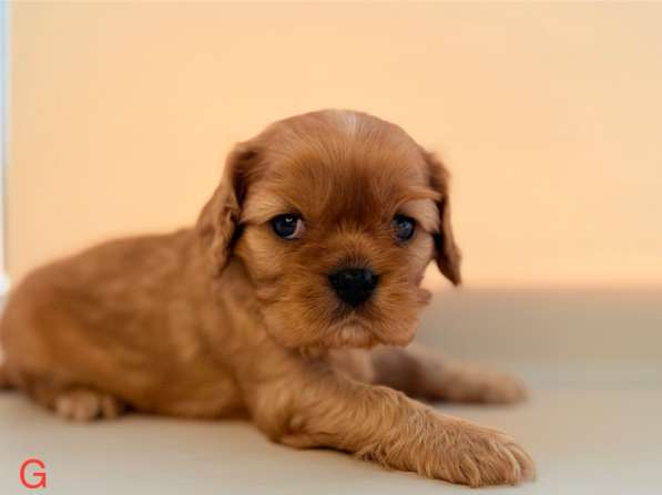 Щенки кавалер Кинг Чарльз спаниель в Москве фото 13