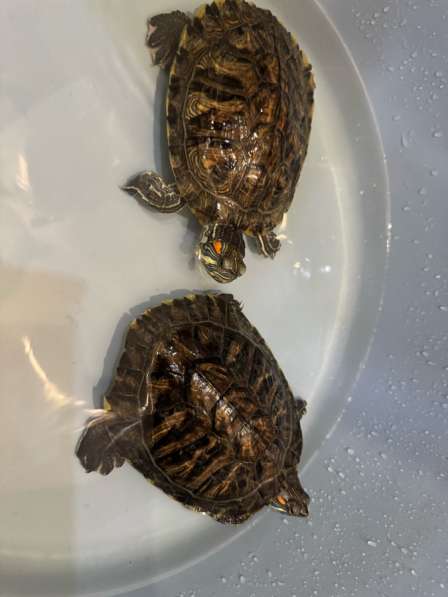 Отдам черепашек в добрые руки в Москве фото 3