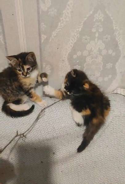 Котодевочки трехцветки в добрые руки