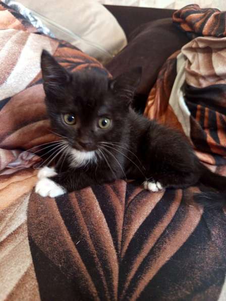 Котята бесплатно в Москве