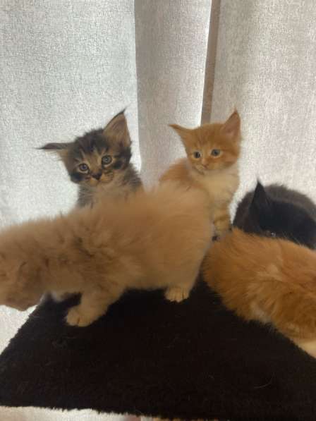 Продам котят майкуны в Челябинске