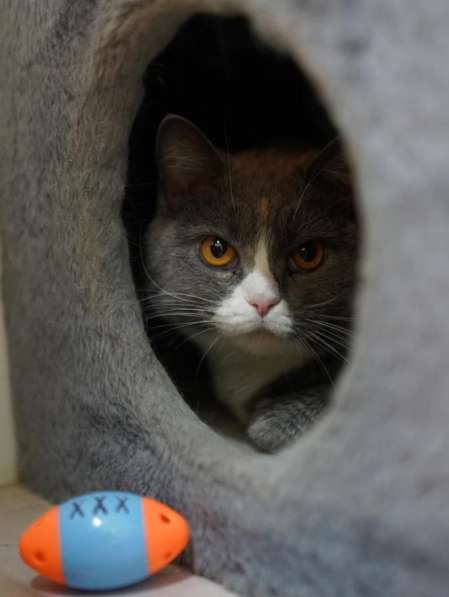 Кошка Феня метис шотландской ждет заботливых хозяев