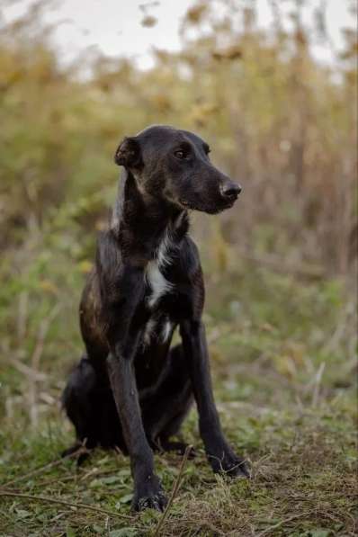 Чудесный Лорд ищет свою семью в Москве фото 11