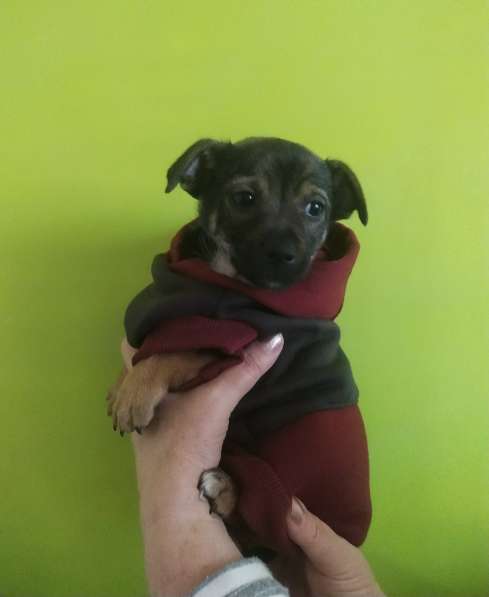 Щеночек от мелкой собачки ищет дом в Санкт-Петербурге фото 8