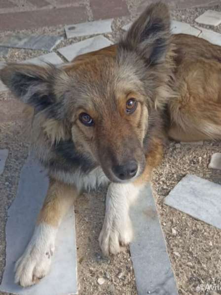 Маленькая идеальная собачка в Санкт-Петербурге фото 17