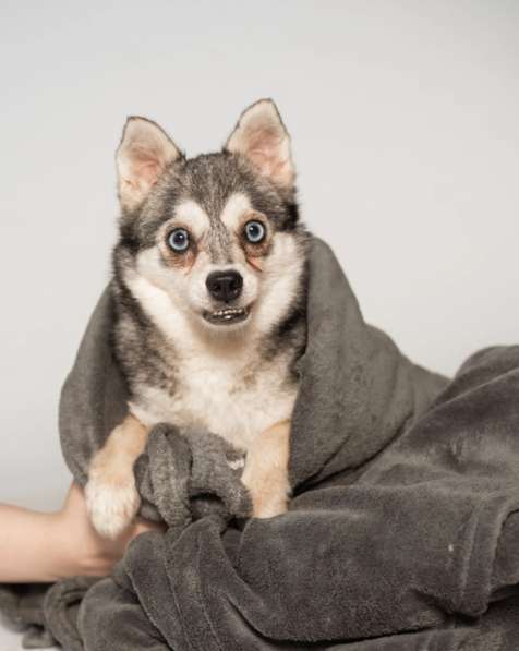 Аляскинский кли-кай Волчек в добрые руки в Москве фото 4