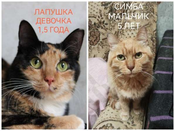 ПОЖАЛУЙСТА, НЕ ПРОХОДИТЕ МИМО!!! в фото 10