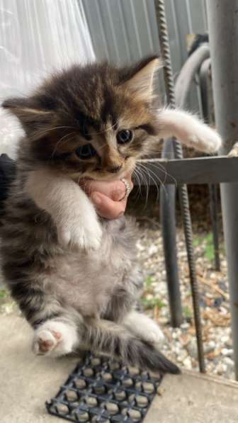 Котята в добрые руки в Грозном фото 4