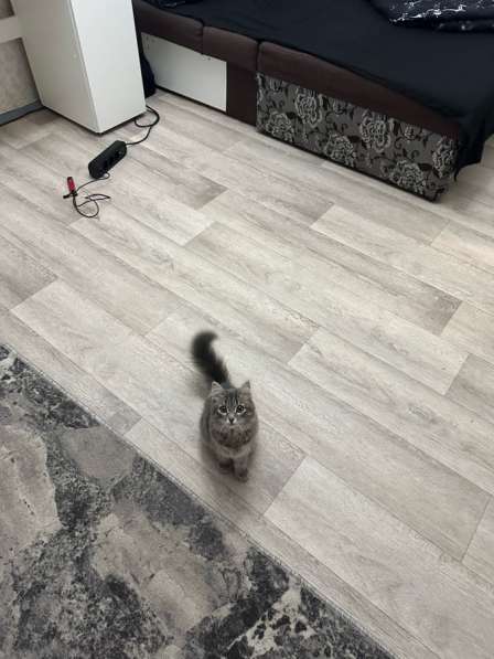 Отдам кошку в Магнитогорске