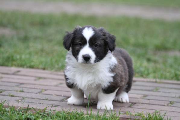 Вельш корги кардиган в Москве