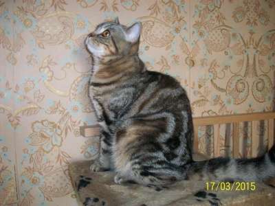 Чистокровный британский котик