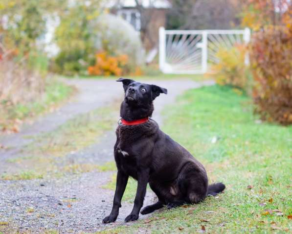 Собака с разноцветными глазами в Санкт-Петербурге фото 14