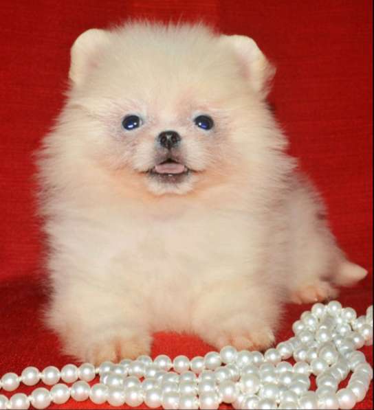 Померанский шпиц в фото 5