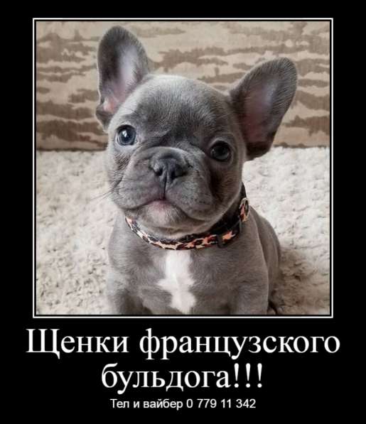 Щенки джек рассел терьера! в фото 17