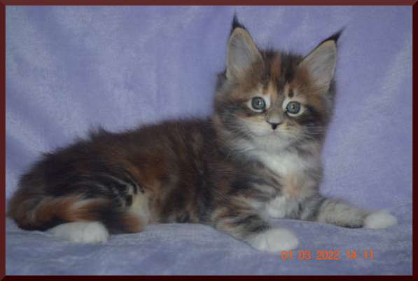 Роскошный черный котик мейн-кун из питомника в Астрахани фото 104