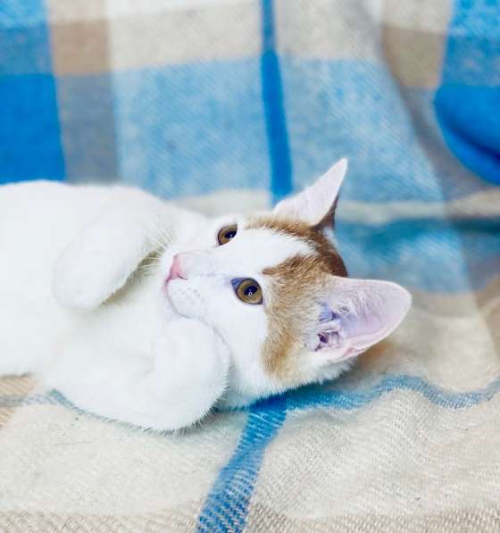 Необыкновенно яркий котенок Сникерс ищет дом в Москве фото 10