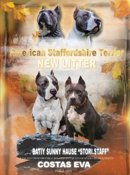 Мощные щенки амстаффа голубых кровей в фото 6