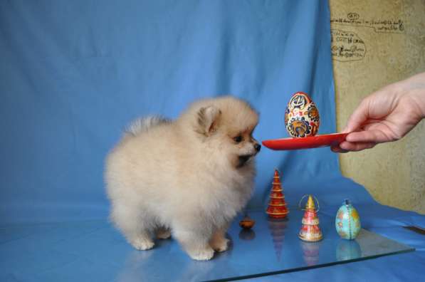 Себастьян Барон С Рублевки в Москве фото 9