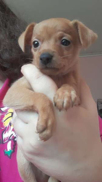 Той терьер щенки в Москве фото 4