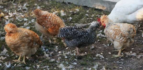 Цыплята хохлатые в Таганроге фото 3