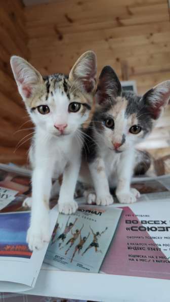 Брат и сестра котята 1.5 мес