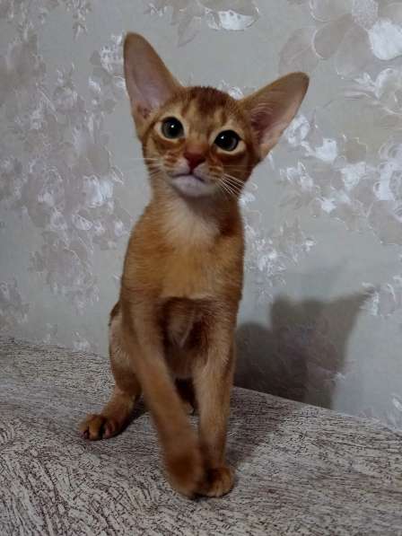 Абиссинские котята для вас в Тюмени фото 4