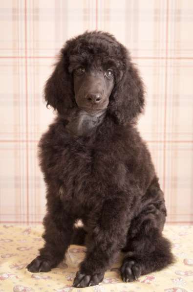 Щенки королевского (большого) пуделя