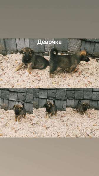 Щенки восточно-сибирской лайки в Новокузнецке фото 5