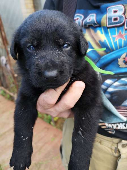 Щенок Вео черный в Москве фото 19