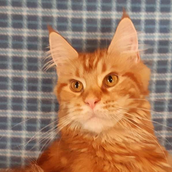 Красотка кремового солидного окраса из питомника Arktur в Тюмени фото 9