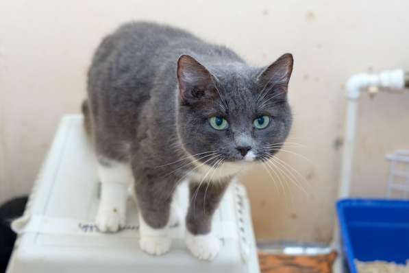 Кошечка Пайпер ищет дом