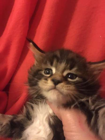 Мейнкун котята с документами в Москве фото 3