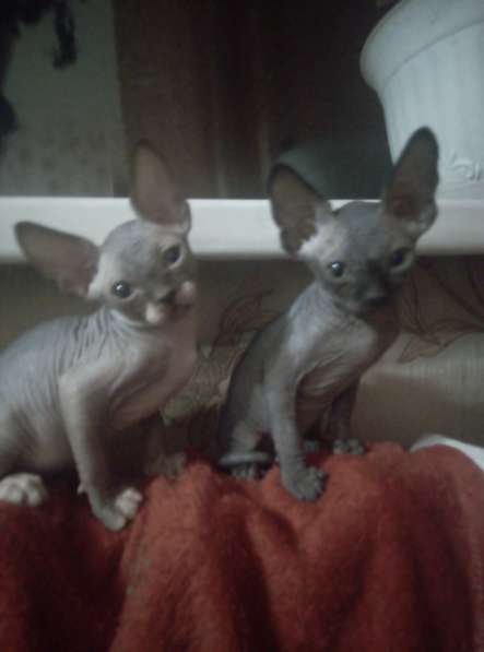 Канадские сфинксы в Иркутске фото 8