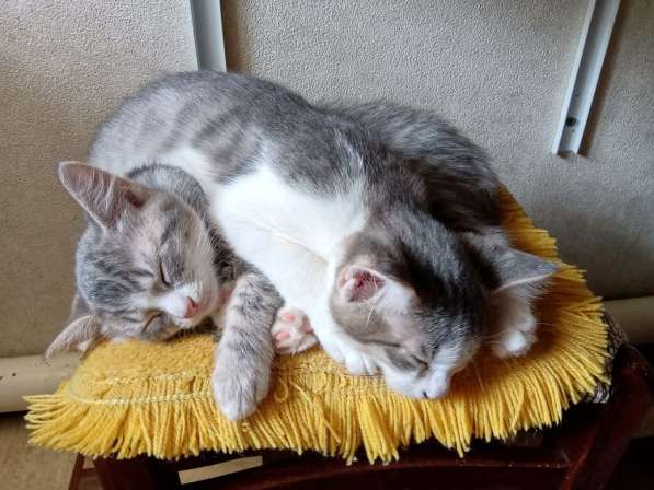 Отдам котят в добрые руки в Москве фото 19