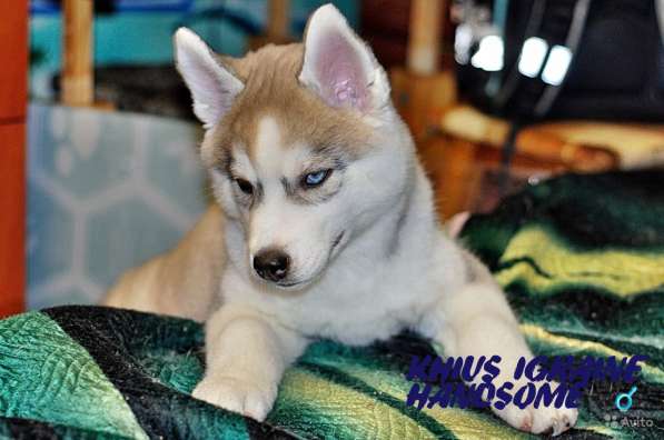 Щенки хаски в Санкт-Петербурге фото 12