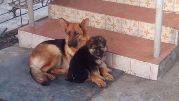 Щенок немецкой овчарки девочка с родословной в Симферополе фото 10