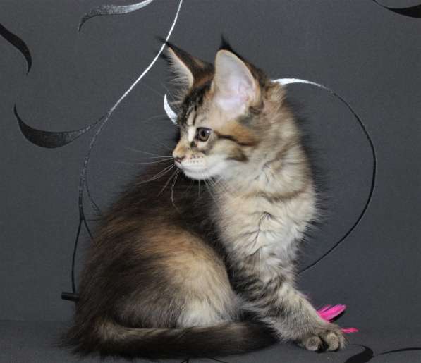 Тикированные котята Мейн Кун в Калининграде фото 11