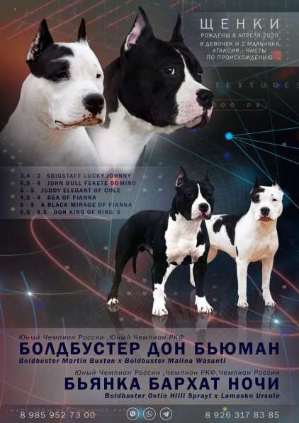Очаровательные девочки Амстаффа резерв в Москве фото 37